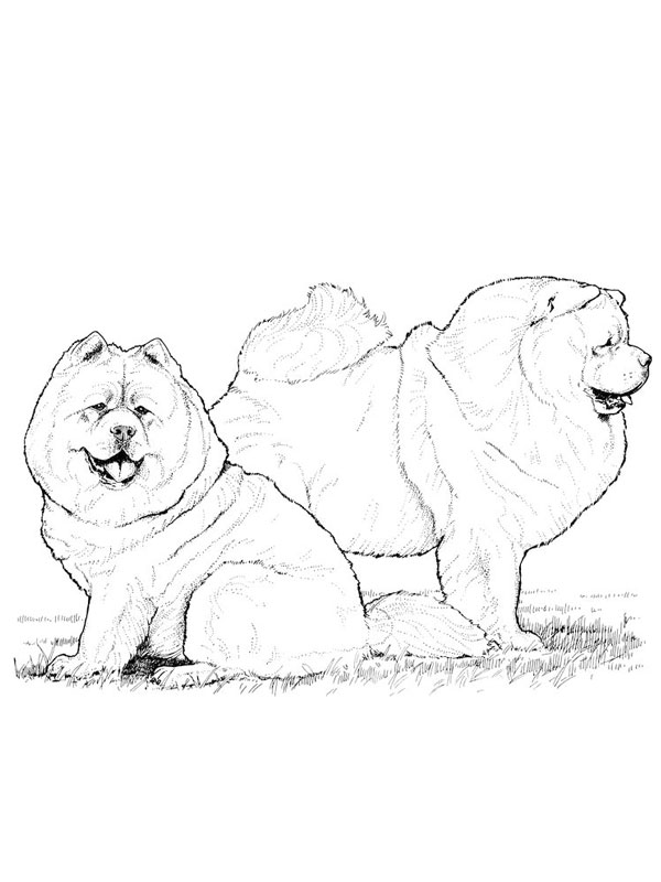 coloriage chiens chow chow